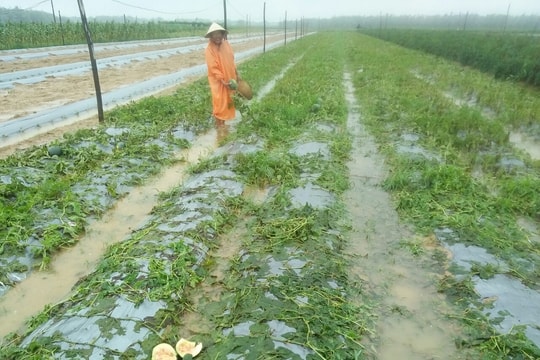 Nông dân Đại Lộc thiệt hại lớn do ngập úng
