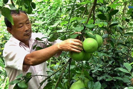 [VIDEO] - Vốn vay tín dụng chính sách, “bà đỡ” của hộ nghèo Tiên Phước