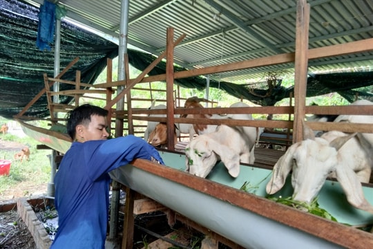 Thăng Bình có 239 mô hình trồng trọt, chăn nuôi đăng ký hỗ trợ