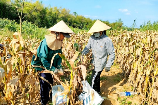 Nhân rộng mô hình liên kết sản xuất