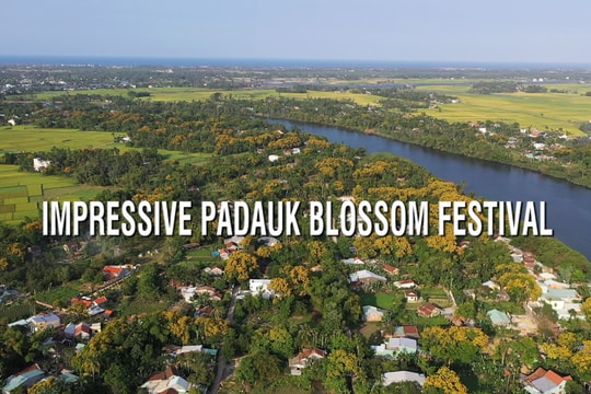 Impressive padauk blossom festival