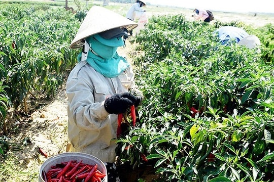 Duy Xuyên tổ chức nhiều mô hình liên kết sản xuất