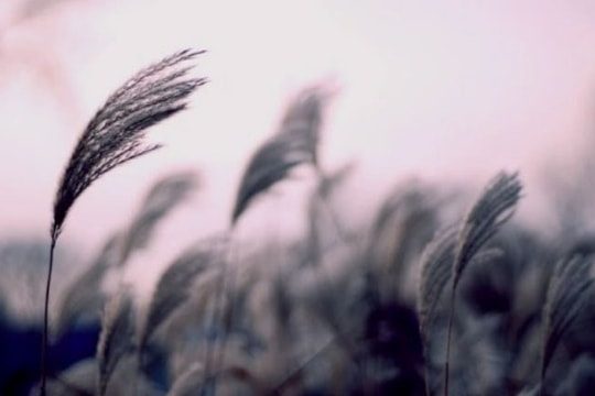 Gió ngược về mùa cũ