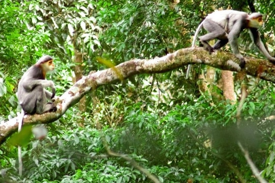 Hơn 6,1 tỷ đồng bảo vệ rừng cộng đồng xã Tam Mỹ Tây