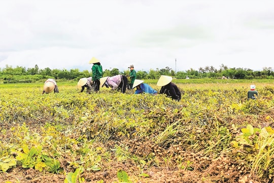 Niềm vui trên cánh đồng đậu phụng hữu cơ