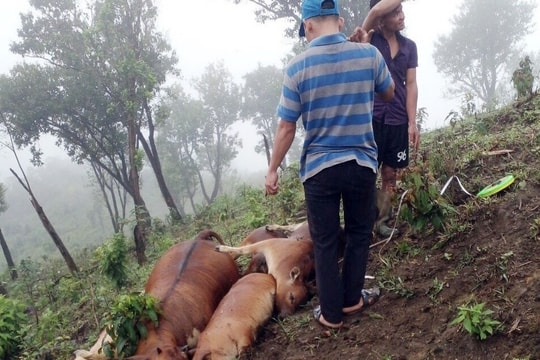 Sét đánh chết 7 con bò của 3 hộ dân xã Trà Vân