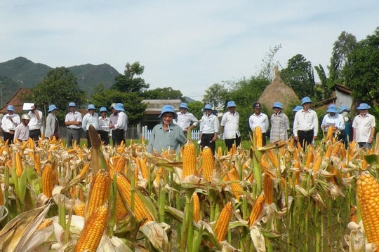 Chuyển đổi cây trồng trên đất lúa