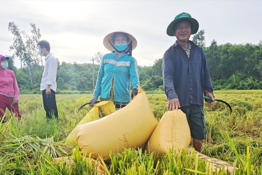 Năng suất lúa đông xuân ở Đại Lộc đạt 63,6 tạ/ha