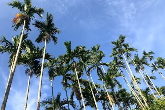 Hương cau phố thị