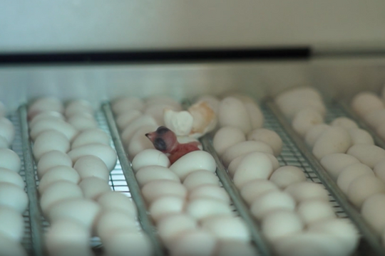 Ứng dụng kỹ thuật ấp trứng và nuôi nhân tạo chim yến Cù Lao Chàm