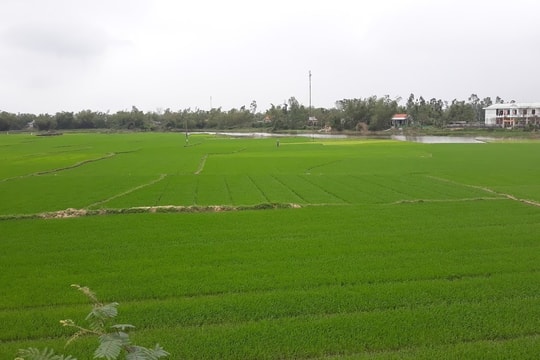 Chuyển đổi 1.318ha đất lúa sang cây trồng khác