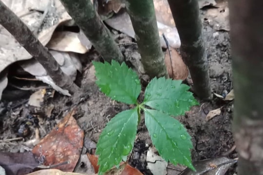 Di thực sâm Ngọc Linh về Núi Chúa