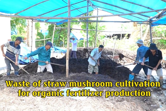 Waste of straw mushroom cultivation for organic fertilizer production