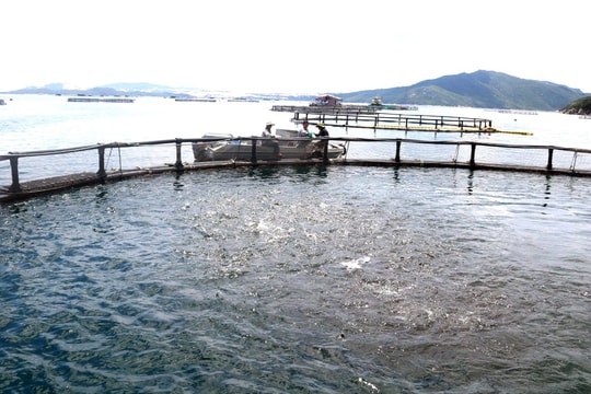 Mở đường cho nghề nuôi biển -  Bài 2: Nhận diện thách thức