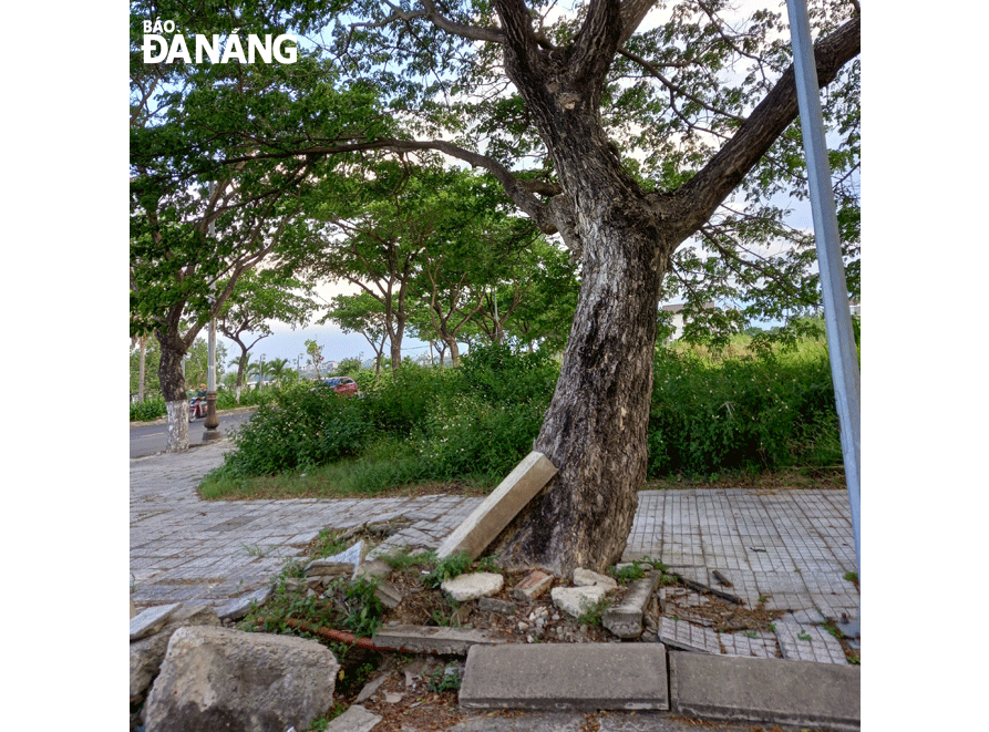 Cần cắt tỉa, chằng chống  để giữ gìn cây xanh