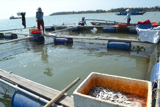 Mở đường cho nghề nuôi biển - Bài cuối: Tạo động lực phát triển bền vững