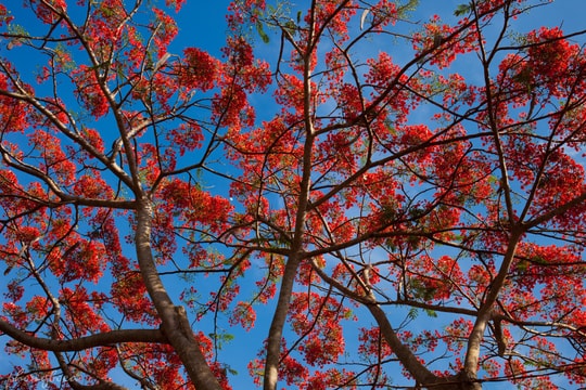 Nỗi nhớ mùa phượng đỏ