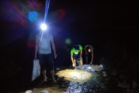 Mưu sinh bắt ốc trên vách đá ban đêm