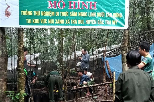 Trồng thử nghiệm sâm Ngọc Linh tại Bắc Trà My: Tín hiệu khả quan