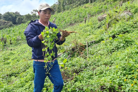 Tây Giang phát triển mạnh đảng sâm và ba kích tím