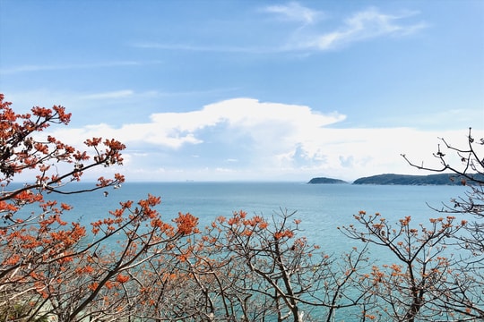 Lễ hội hoa ngô đồng và ấn tượng đọng lại