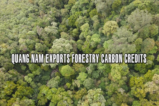 Quang Nam exports forestry carbon credits