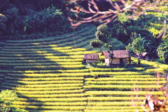 Cây lúa làm… du lịch