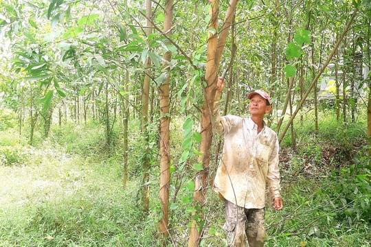Tập trung bảo vệ vườn cây ăn quả, cao su trước bão