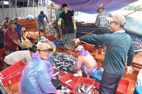 Ngư dân Núi Thành khẩn trương vào bờ bán hải sản tránh bão Noru