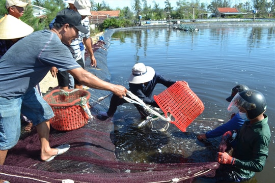 Nuôi tôm nước lợ bền vững: Cải thiện trách nhiệm cộng đồng - Bài 1: Kết nối lỏng lẻo