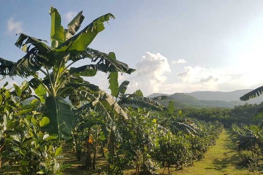 Những mô hình kinh tế vườn hiệu quả