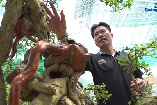 [VIDEO] - Chuyện một người Tam Kỳ mê bonsai