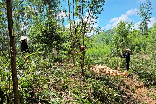 Nông Sơn: Phát hiện, lập biên bản 19 vụ vi phạm Luật Lâm nghiệp