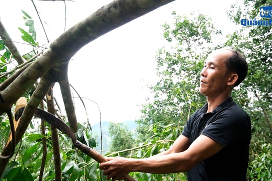 [VIDEO] - Nỗi buồn “vàng trắng"
