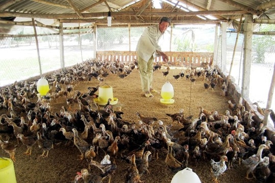 Triển khai các giải pháp phòng chống dịch bệnh cúm gia cầm