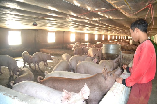 Chăn nuôi an toàn sinh học: Mở “nút thắt” vốn vay