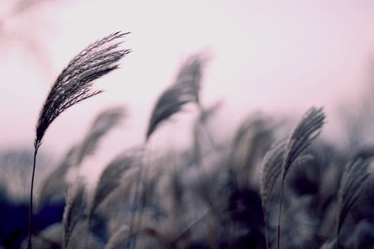 Nhật ký gió mùa đông bắc