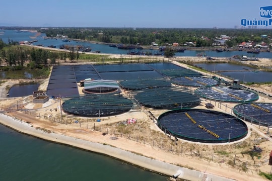 [VIDEO] - Khuyến khích nuôi tôm thương phẩm công nghệ cao