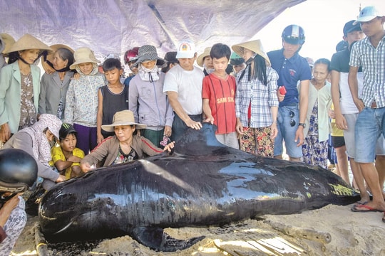 Phong tục mai táng cá Ông