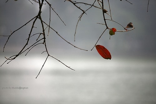 Nỗi nhớ mùa đông