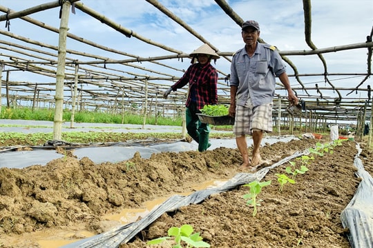 Lo mùa màng cho tết: Trên cánh đồng vụ đông
