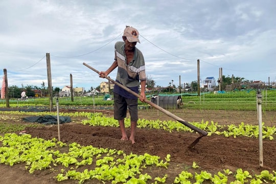 Lo mùa màng cho tết: Tất tả trên những vựa rau