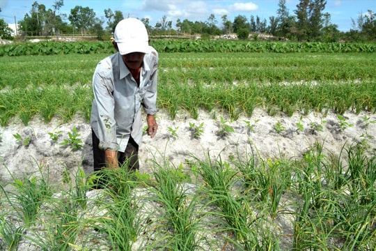 Lo mùa màng cho tết: Củ kiệu trên cát trắng