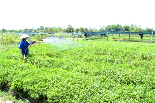 Lo mùa màng cho tết: Lợi cho nhà nông, an toàn cho người sử dụng