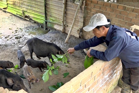 Người phát triển đàn heo đen bản địa Tam Lãnh