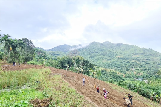 Liên kết hỗ trợ người dân trồng dược liệu