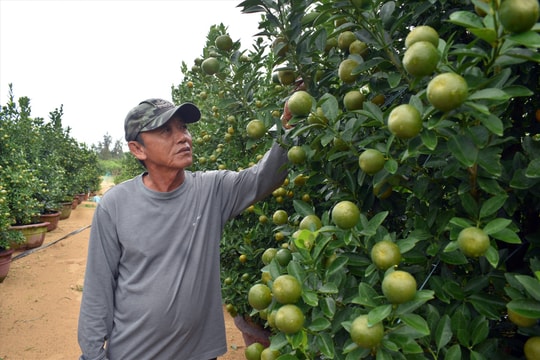 Quật cảnh Cẩm Hà ổn đầu ra, giá tăng cao