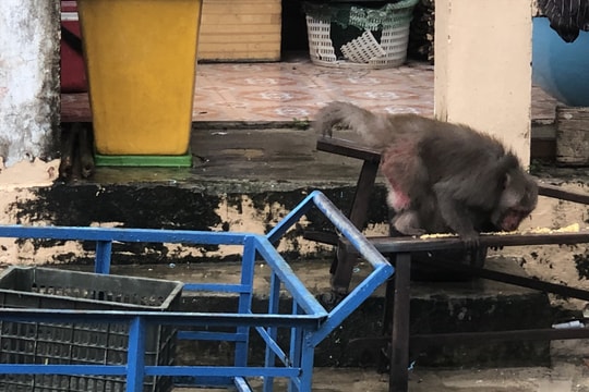 Khỉ "đại náo" nhà dân ở Cù Lao Chàm