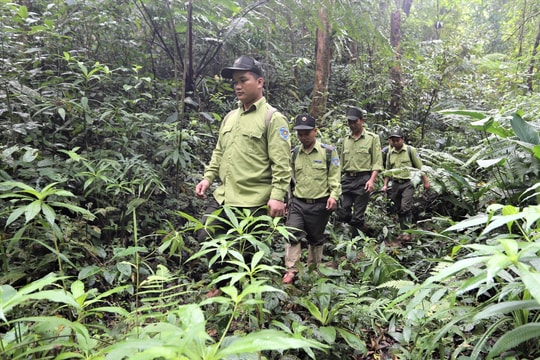 Triển khai các nội dung liên quan công tác bảo vệ và phát triển rừng năm 2022
