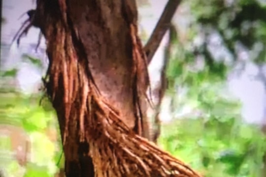 Nhiều diện tích cây keo lá tràm chết hàng loạt